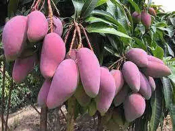 Mango_Grafted_Fruit_Plant