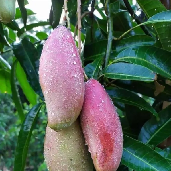 Mango_Grafted_Fruit_Plant