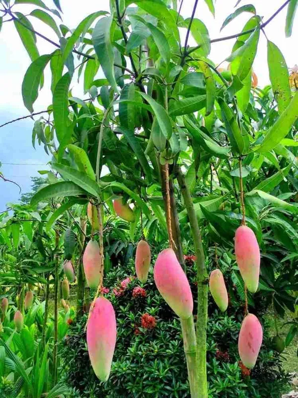 Mango_Grafted_Fruit_Plant