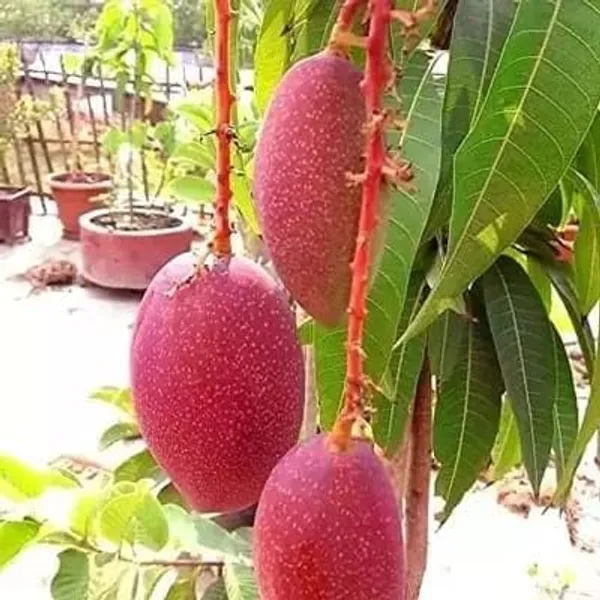 Mango_Grafted_Fruit_Plant