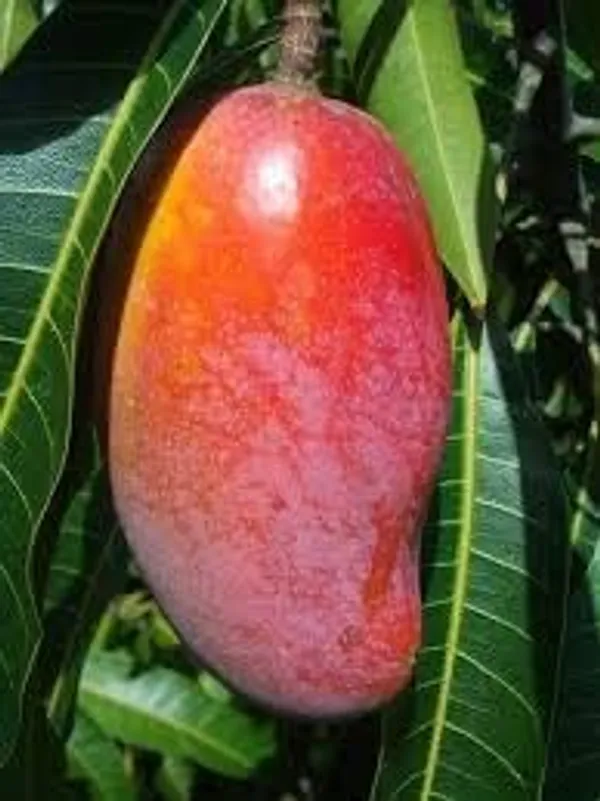 Mango_Grafted_Fruit_Plant