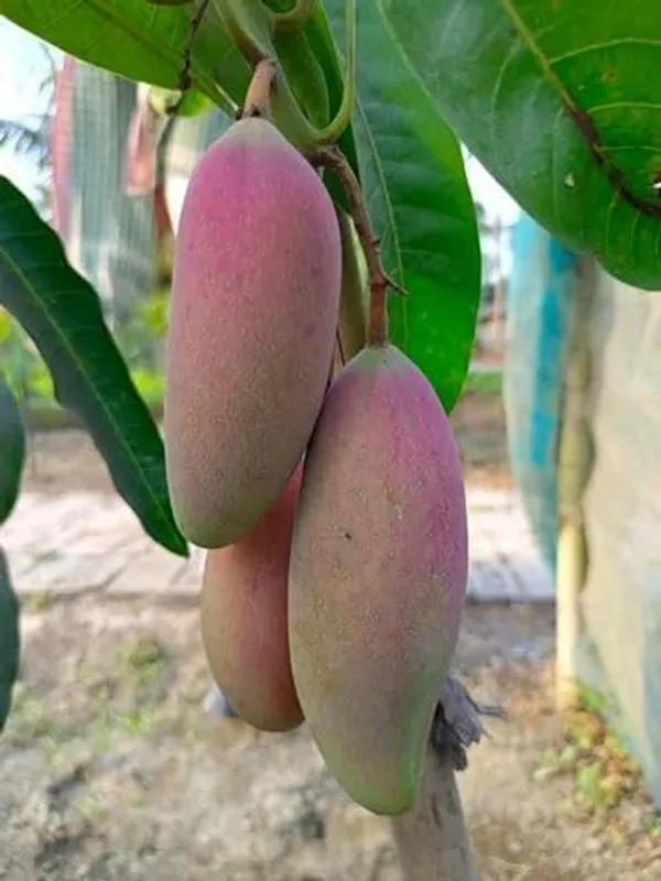 Mango_Grafted_Fruit_Plant