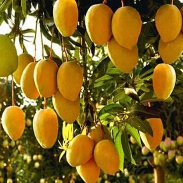 Mango_Fruit_Plant