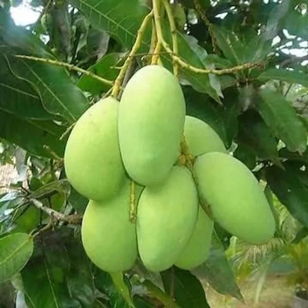 Mango_Fruit_Plant