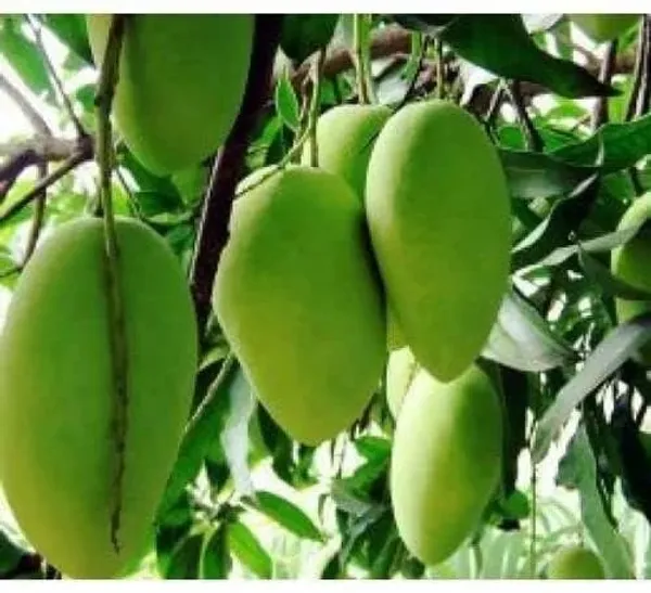 Mango_Fruit_Plant