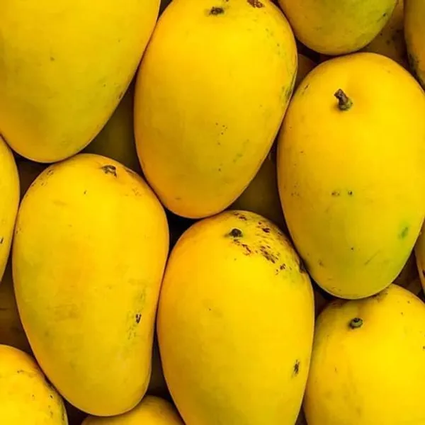 Mango_Fruit_Plant
