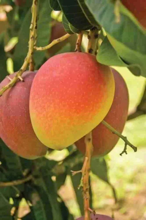 Mango_Fruit_Plant