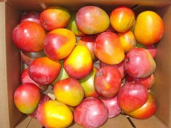 Mango_Fruit_Plant