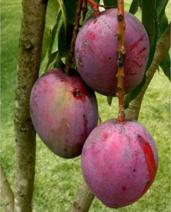 Mango_Fruit_Plant
