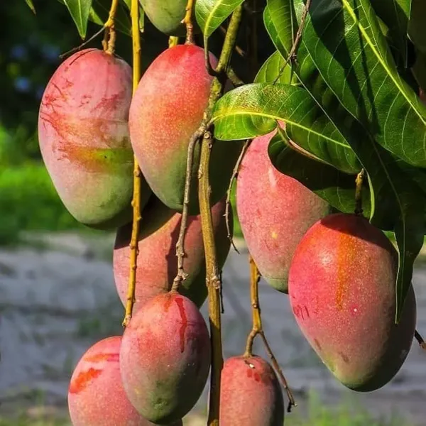 Mango_Fruit_Plant