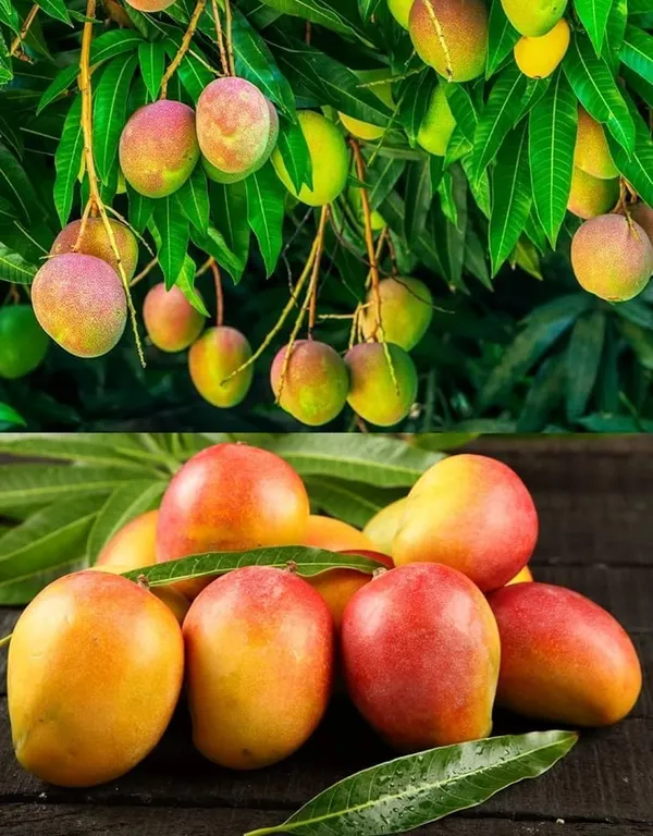 Mango_Fruit_Plant