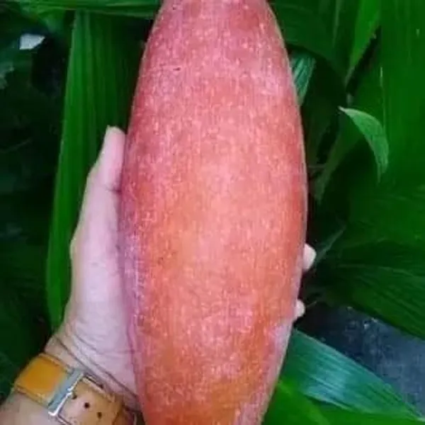 Grafted_Fruit_Plant