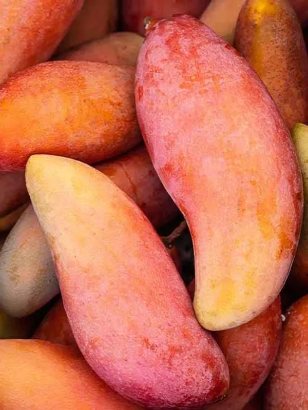 Grafted_Fruit_Plant