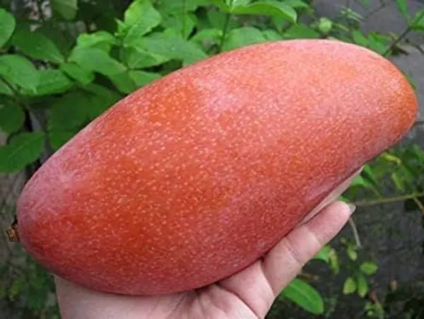 Grafted_Fruit_Plant