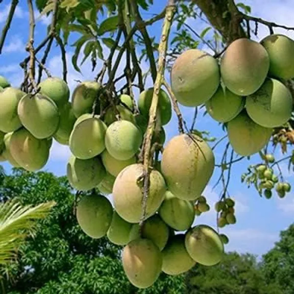 Mango_Fruit_Plant