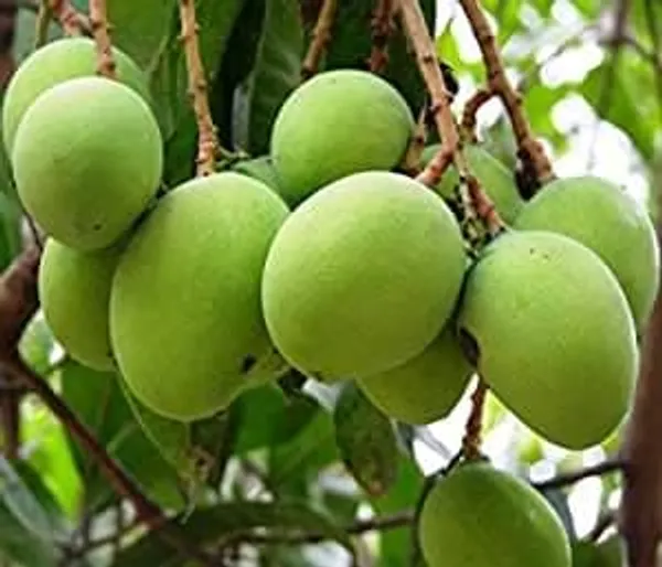 Mango_Fruit_Plant