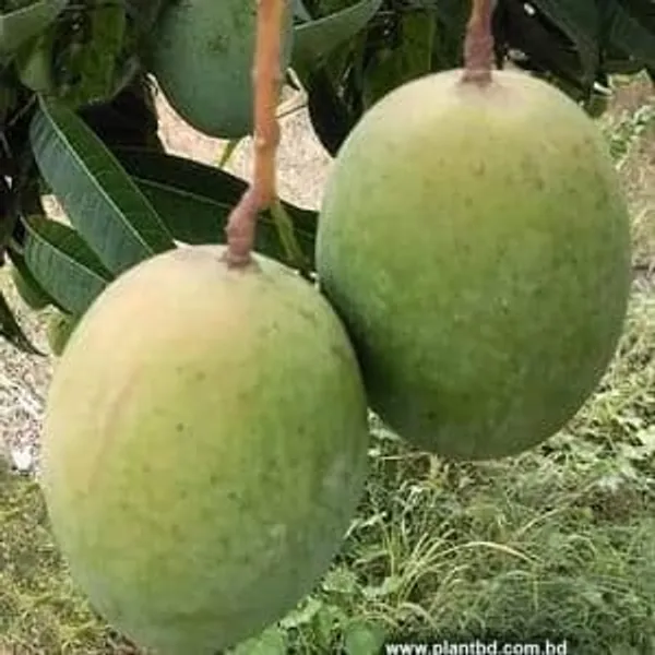 Mango_Fruit_Plant