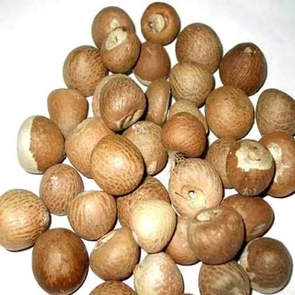 Betel_Nut_Plant