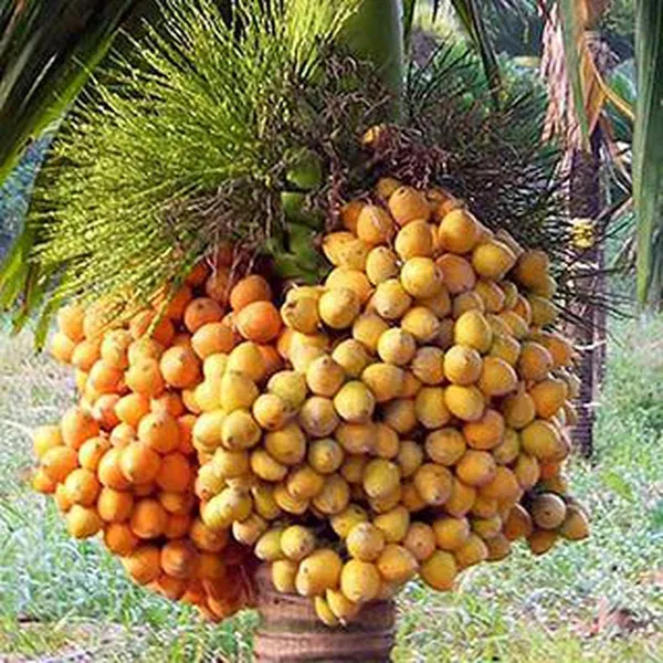 Betel_Nut_Plant