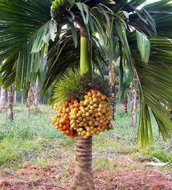 Betel_Nut_Plant