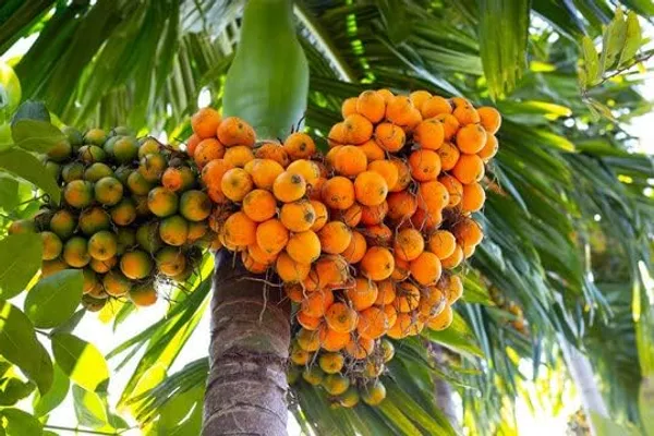 Betel_Nut_Plant