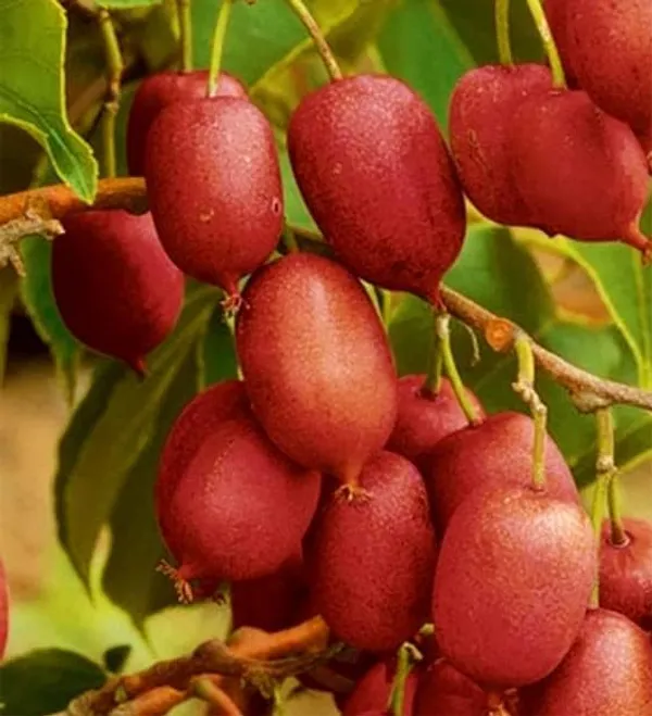 Chinese_Gooseberry_Plant
