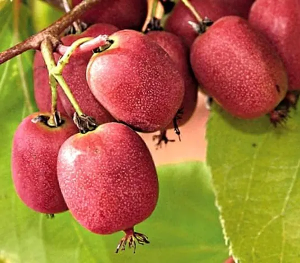 Chinese_Gooseberry_Plant