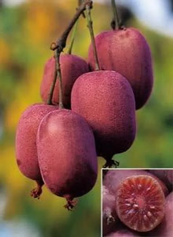 Chinese_Gooseberry_Plant