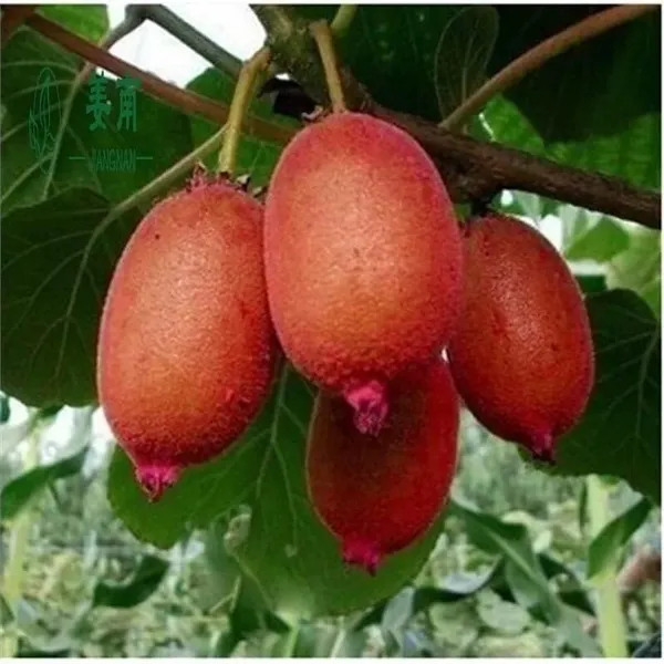 Chinese_Gooseberry_Plant