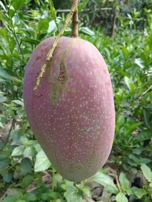 Mango_Fruit_Plant