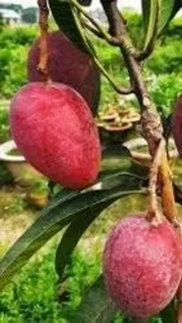 Mango_Fruit_Plant
