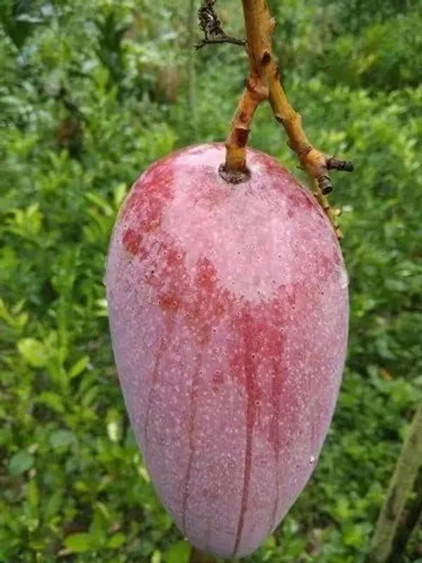Mango_Fruit_Plant