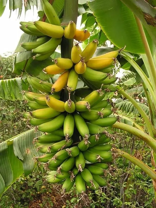 Banana_Plant