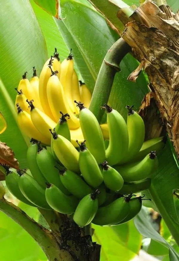 Banana_Plant