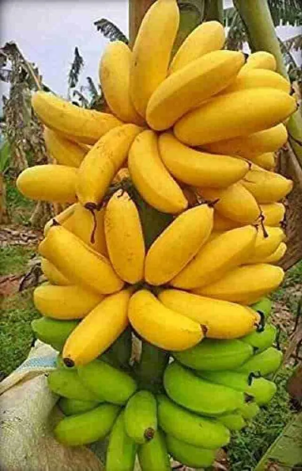 Banana_Plant