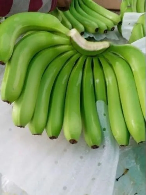 Banana_Plant