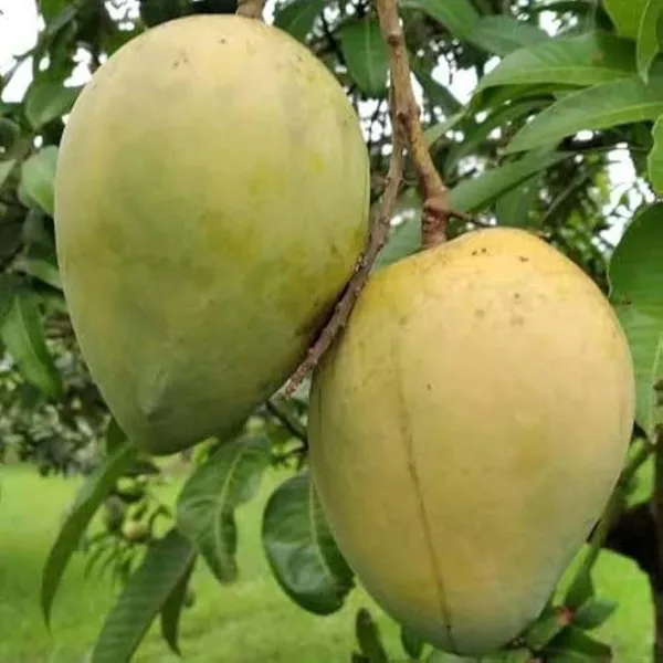 Mango_Grafted_Fruit_Plant