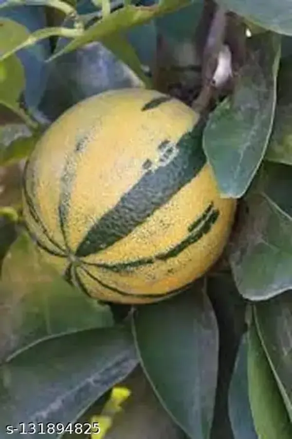 Thai_Lemon_Plant