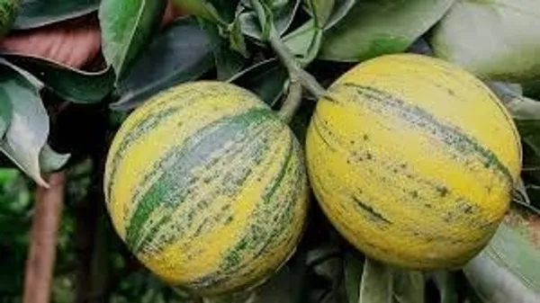 Thai_Lemon_Plant