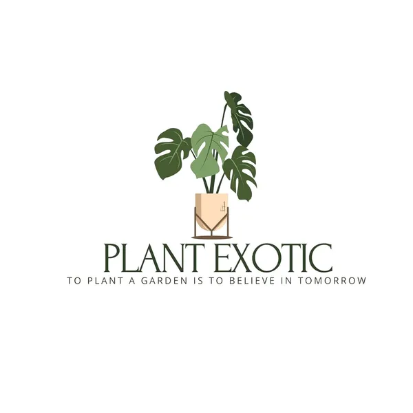 Thai_Lemon_Plant