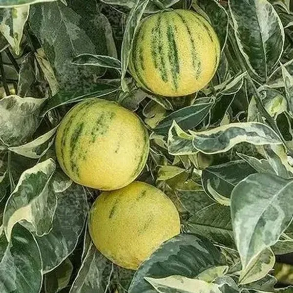 Thai_Lemon_Plant