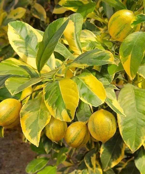 Thai_Lemon_Plant