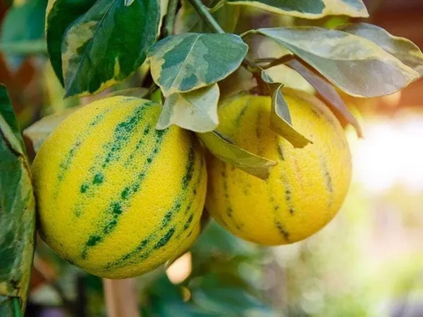 Thai_Lemon_Plant