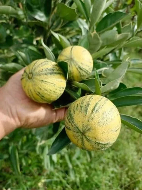Thai_Lemon_Plant