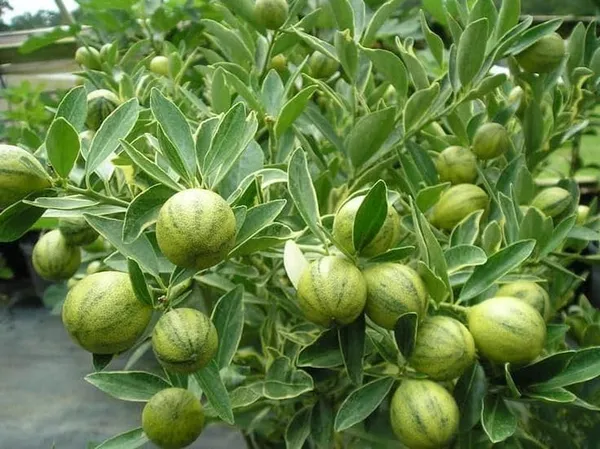 Thai_Lemon_Plant