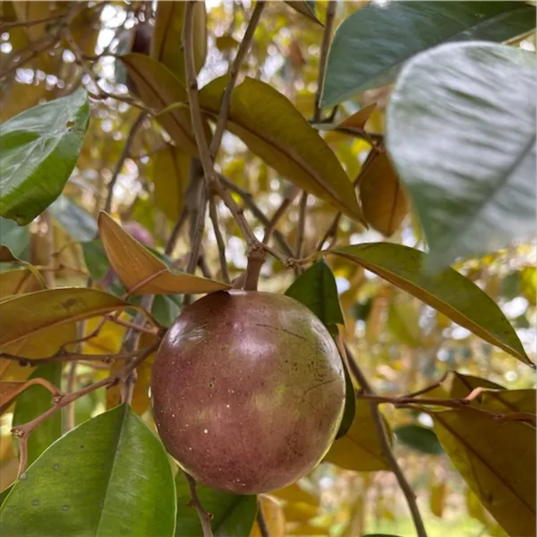 Star_Apple_Plant