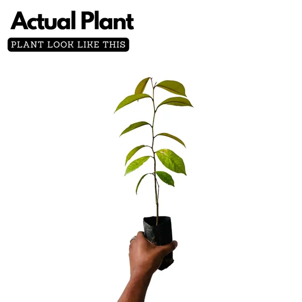 Star_Apple_Plant