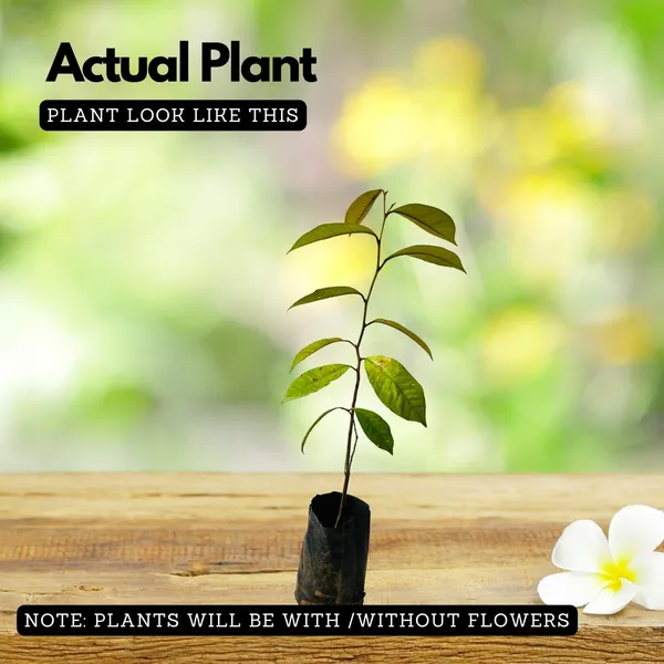 Star_Apple_Plant