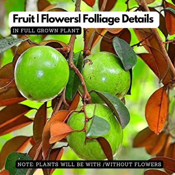 Star_Apple_Plant