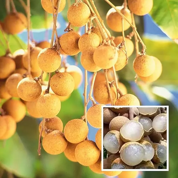 Longan_Plant